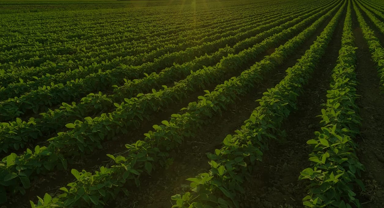Aerial view of sunlit crop rows stretching across a dry bean field