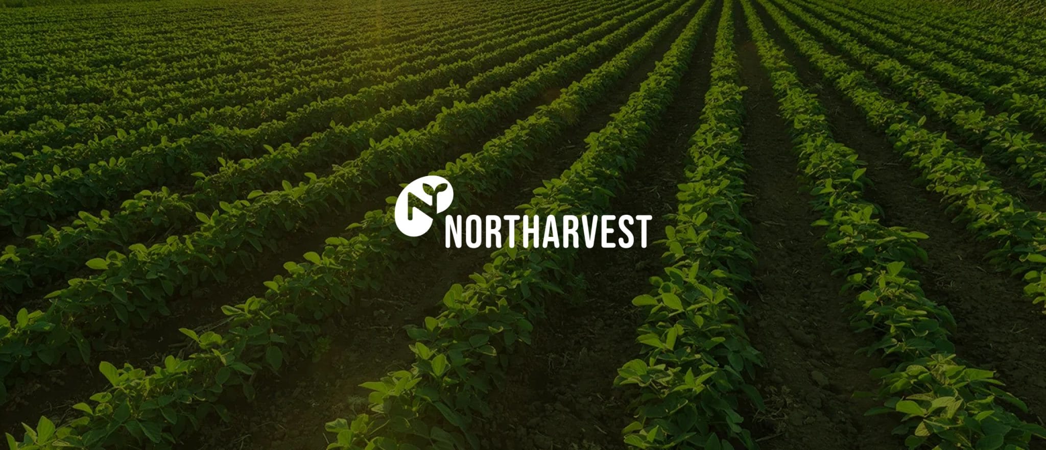 Northarvest banner over an aerial view of sunlit dry bean rows